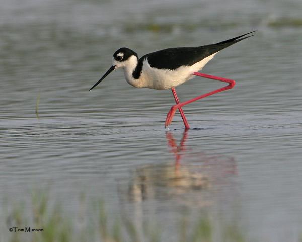 Photo of Himantopus mexicanus by Tom Munson